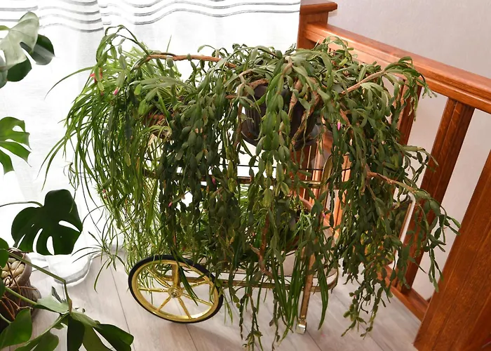 Апартаменты Peric *