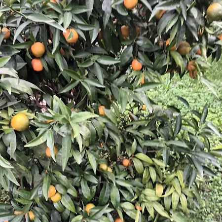 Peric Appartamento Abbazia